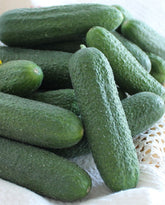 Hectarul - Seminte Castraveti Bicaz F1- 500 sem, HEKTAR SEEDS